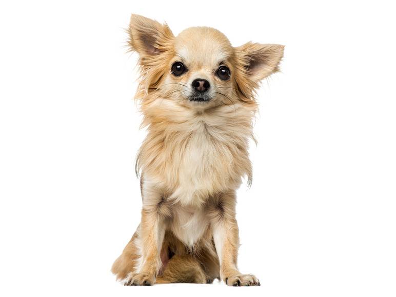 zoofari® Hundegeschirr, mit Zugkraftverteilung auf den Brustkorb Neueste Stile