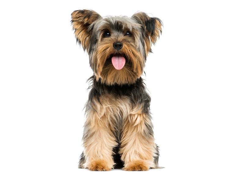 zoofari® Hundegeschirr, mit Zugkraftverteilung auf den Brustkorb Neueste Stile